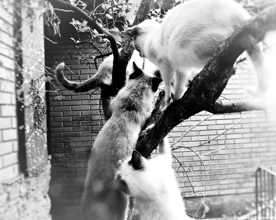 Cats And The Foot Of Acerola