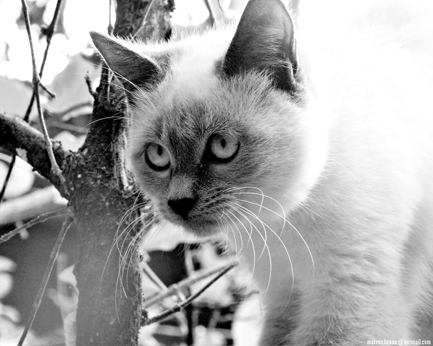 Cats And The Foot Of Acerola