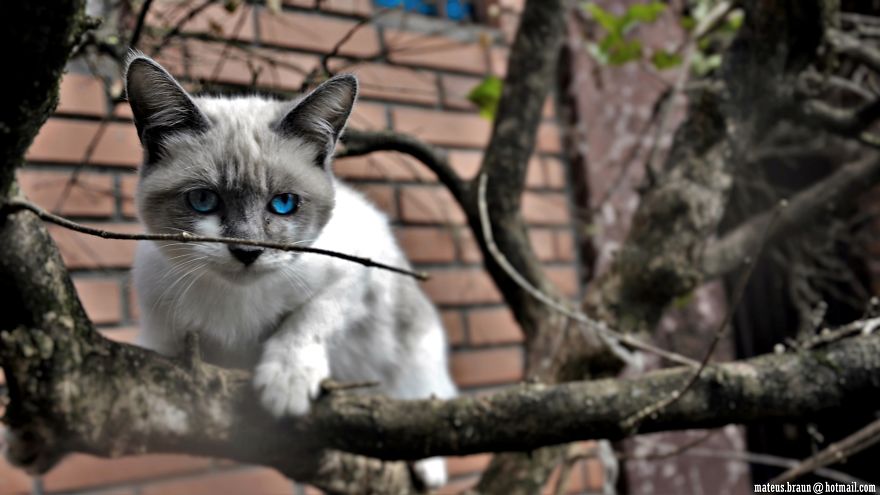 Cats And The Foot Of Acerola