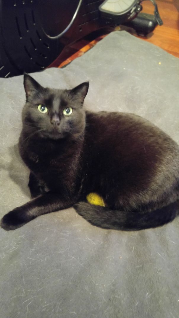 My Cat "caught" This Tennis Ball And The Proceeded To Sit On It.