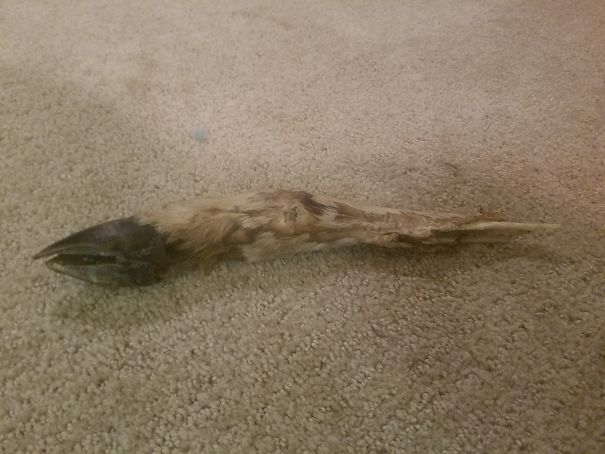 We Had Just Moved From New Orleans To Rural Oklahoma, When My 8 Lb Chihuahua Came Prancing Through The Backdoor With This In His Mouth. Its The Entire Good And Bottom Leg Of A Deer That Had Been Snapped Off Mid Bone. No Idea Where He Found It Or How He Got It Through The Fence Bars!