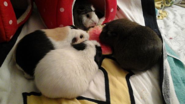 A Group Of Guinea Pigs Is Called A Muddle.