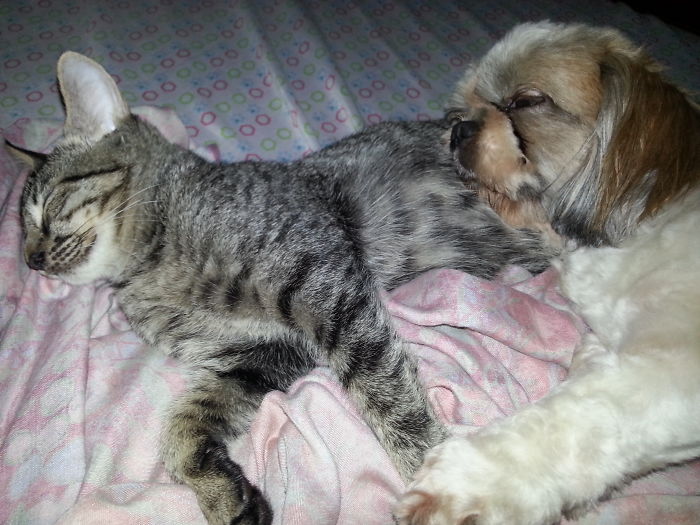 Never Thought This Ciuld Happen. Sassy (dog) Sleeps With Mingming (cat).