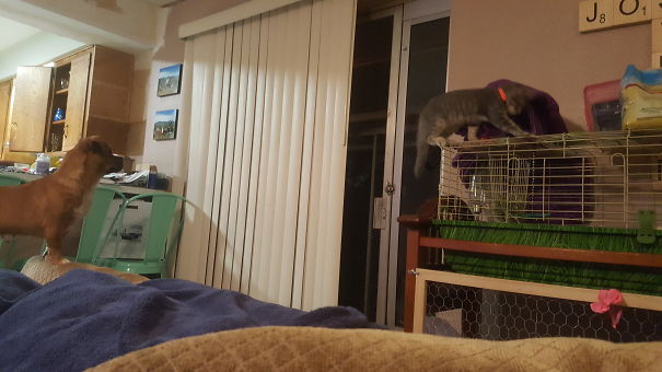 Dog Watching The Cat That Is On The Guinea Pigs Cage.
