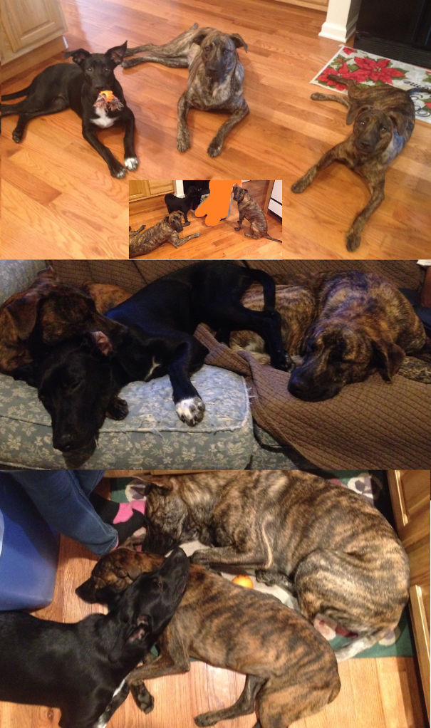 All My Rescue Animals! 3 Dogs, 2 Cats, And 3 Chickens (not Pictured).