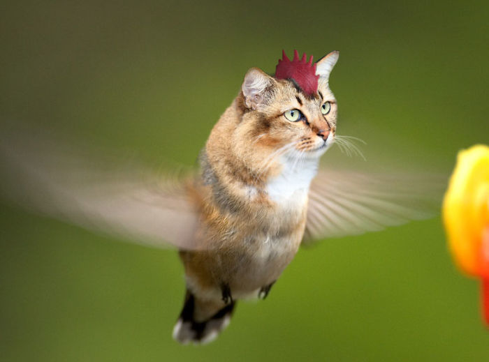 The Internet Has Transformed Felines And Birds Into Hybrid Animals