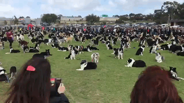 576 Border Collies Get Together In One Place To Break A World Record