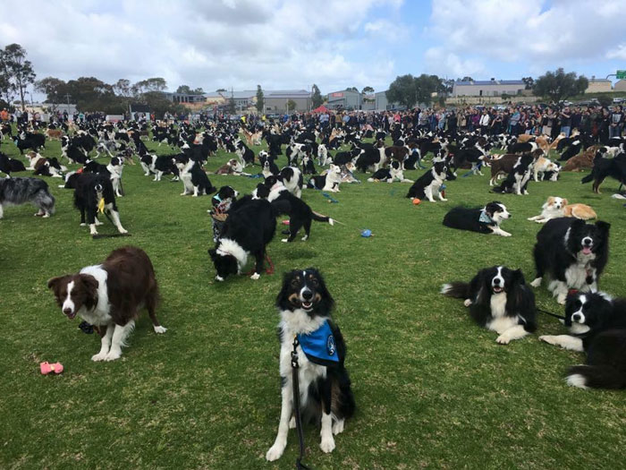 576 Border Collies Get Together In One Place To Break A World Record
