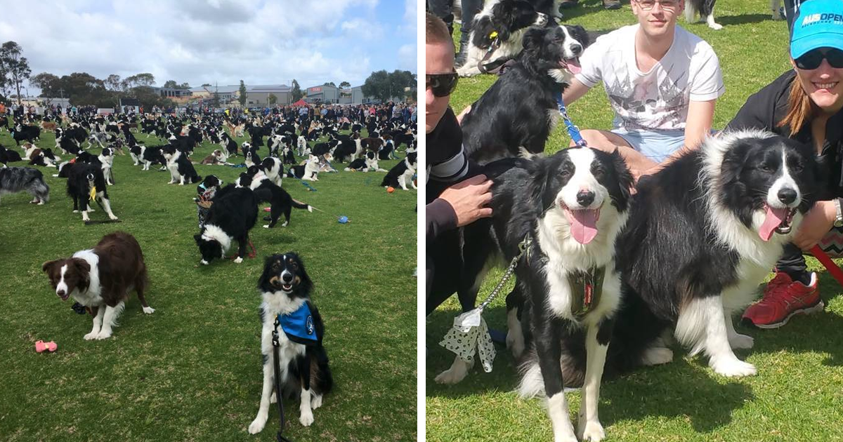 576 Border Collies Get Together In One Place To Break A World Record Bored Panda