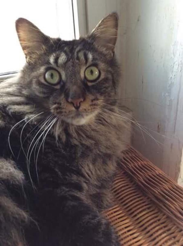 This Cat Has Fur Eyes Above It's Real Eyes