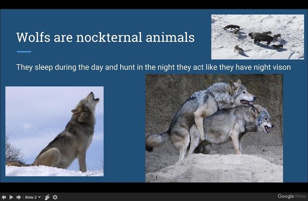 One Of My Mom's 3rd Grade Students Did A Presentation To The Class On Wolves. When This Slide Went Up She Panicked & Said: "Okaaaay" & Quickly Skipped To The Next Slide