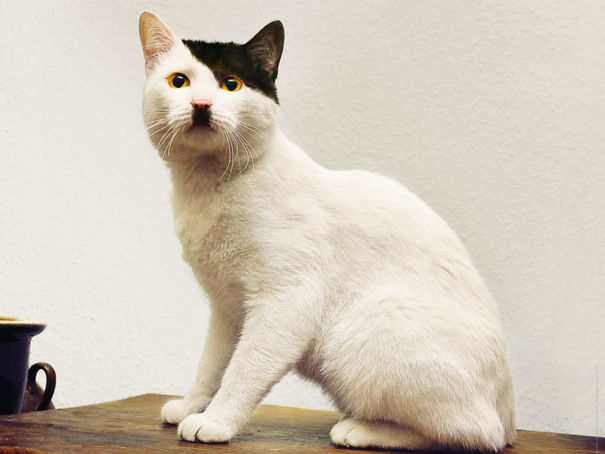 A Hitler Cat Look-Alike