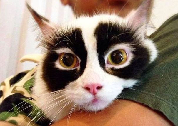 This Cat Must Have A Secret Identity