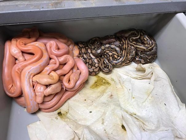 These Reticulated Pythons Self-Segregated Themselves Based On Color Just After Hatching