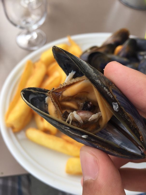 My Mussel Contained A Tiny Half-Eaten Crab