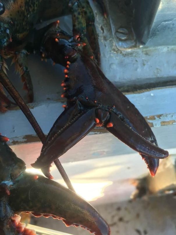 My Cousin Caught A Lobster With Double Pinchers. Both Claws Work
