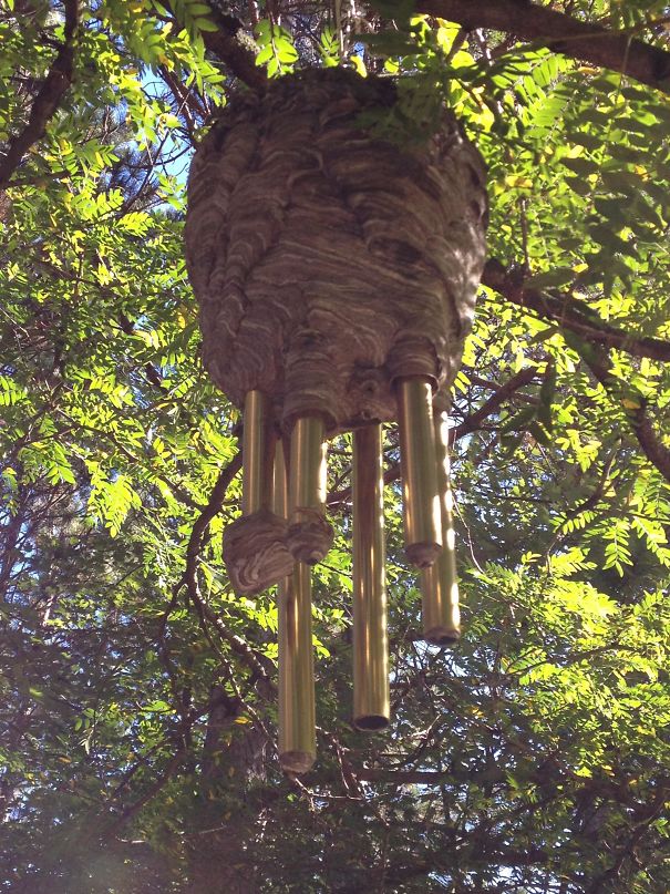 A Beehive Built Around Wind Chimes At My Friend's House