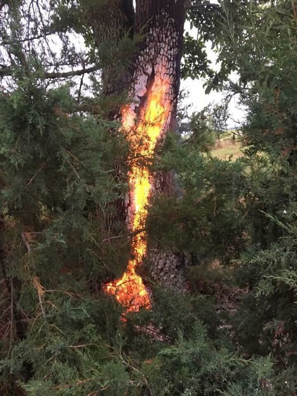 This Tree In Nebraska Was Struck By Lightning And Burning Afterwards A Day Later