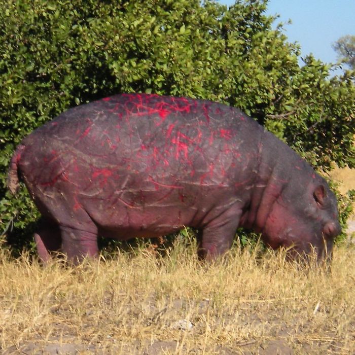 Un Hipopótamo Con Cicatrices De Batalla