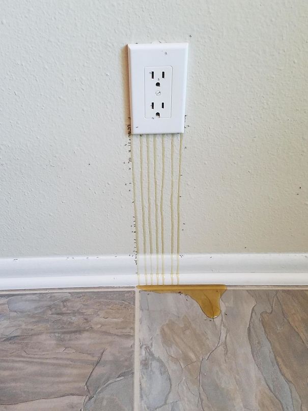 So Many Bees In The Wall That Their Honey Is Leaking Through An Outlet