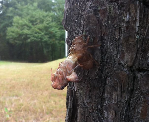 Was About To Show My Kids That Cicada Shells Aren't Gross And Scary When