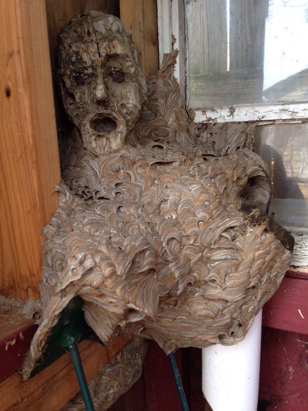 An Abandoned Hornet's Nest My Dad Found In His Shed That He Hadn't Been In For A Couple Years. The Head Is Apart Of A Wooden Statue It Fused With