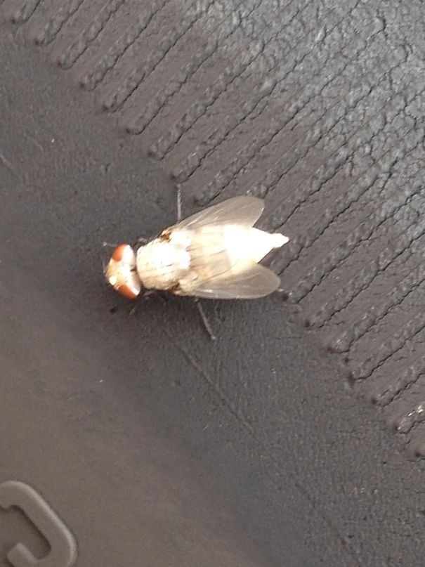 Today, I Think I Found The Rarest Thing I Will Ever Come By And Never Seen One Until This Morning On My Front Tire. An Albino Fly