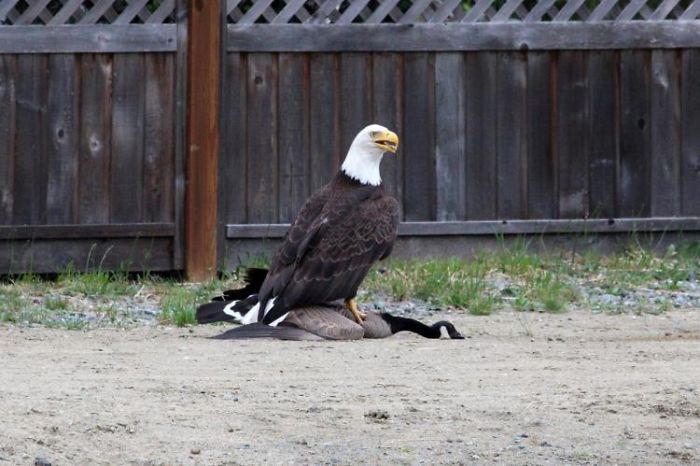Valiente Patriota Águila Calva Derrota A Un Debilucho Ganso Canadiense