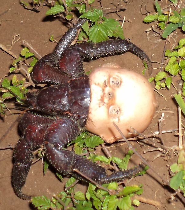 Hermit Crab Using A Discarded Doll Head For A Shell