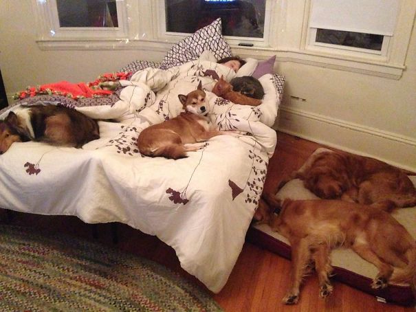 Our Pets Arrange Themselves Around My Girlfriend And I Like This Almost Every Night