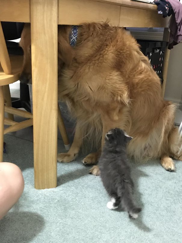My 85 Lb Dog Is Scared Of My Sister's 1.5 Lb Foster Kitten