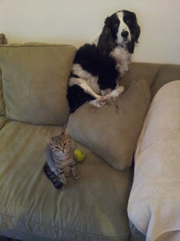 The Kitten Really Needs To Stop Bullying The Dog
