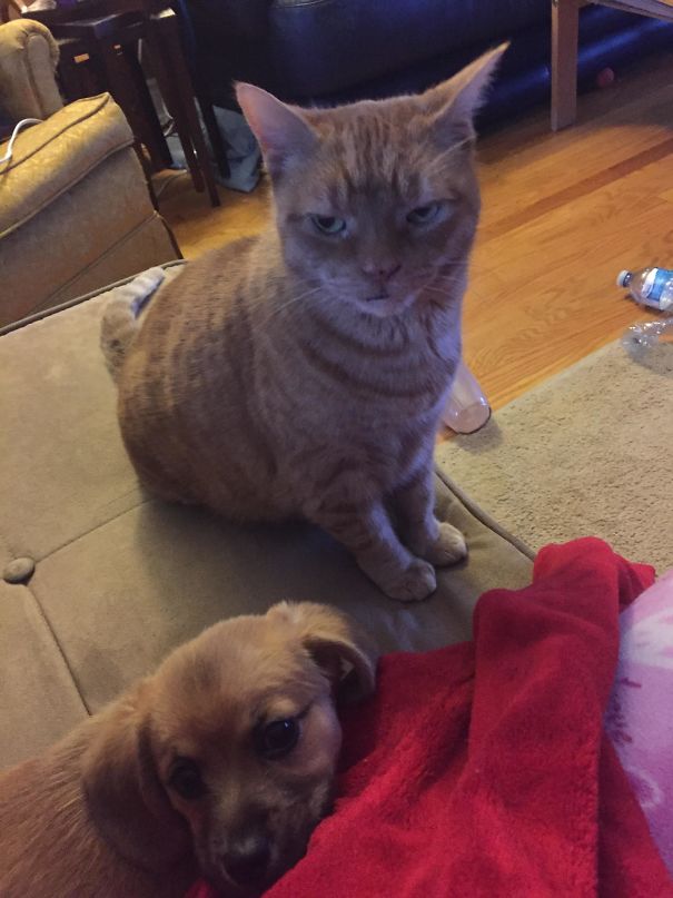 Not Sure, But I Don't Think Our Cat Likes Our New Puppy