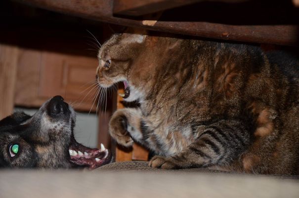 Caught This Action Shot Yesterday When My Dog Wouldnt Leave My Cat Alone.. Cat Wasnt Happy