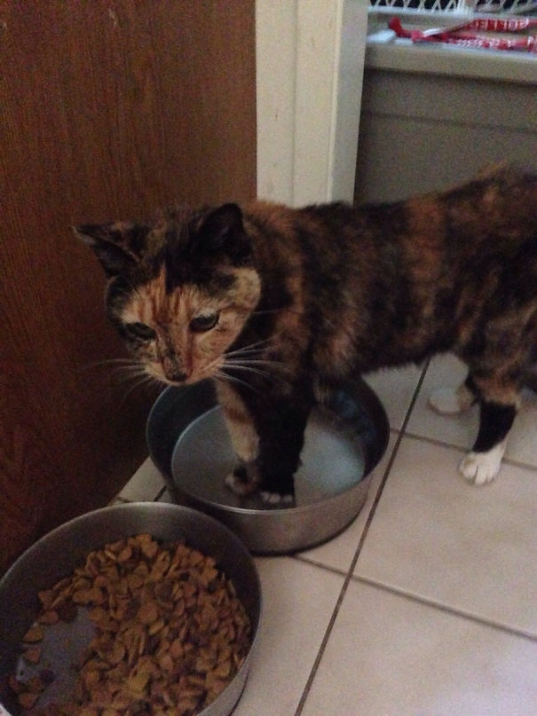 This Is Cali. She Liked To Fuck With The Dogs By Standing In Their Water Bowl