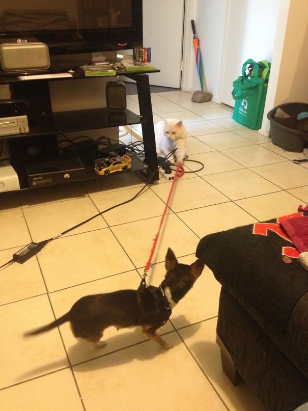 My Cat Decided To Have A Little Fun With My Dog, Dragging Her Around The House With Her Harness