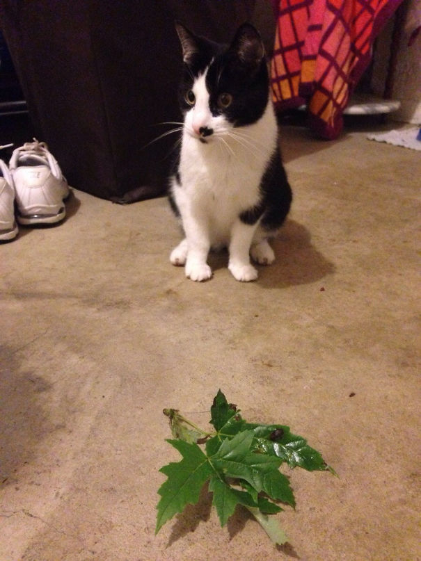 Instead Of A Dead Bird Or Mouse, My Cat Decides To Bring Us Gifts Of Leaves. She's Been Doing This For Years
