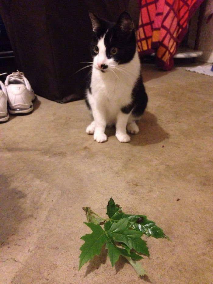 Mi gato lleva años regalándonos hojas