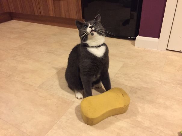 Some Cats Bring Home Mice Or Birds, Ours Brings Home Sponges