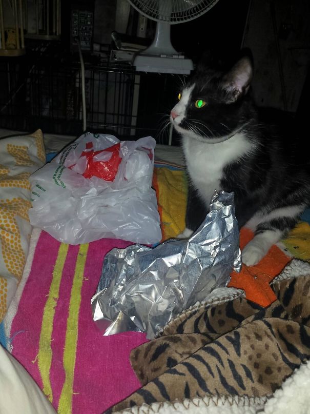 This Morning At 5 Am My Cat Gave Me A Present Of Plastic Grocery Bags. It Didn't Wake Me Up So He Must Have Thought That I Didn't Approve. So, He Woke Me Up By Laying A Foil Sheet On My Pillow Next To My Face, Promptly Waking Me Up