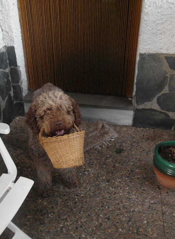 My Dog Likes To Greet Me By Bringing Me Stuff From Inside The House. We Don't Know Why He Does It, But So Far He Has Brought Me Garden Scissors, A Basket And Many Forks And Spoons