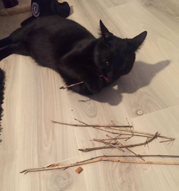 Finally Let My Cat Outside Now He Brings Me Sticks