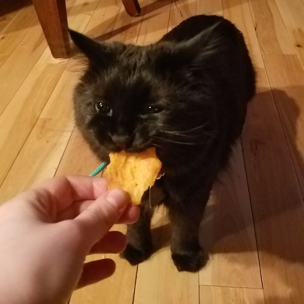 My Cat Found An Unattended Cracker And Brought It To Me So I Could Hold It For Her While She Eats It