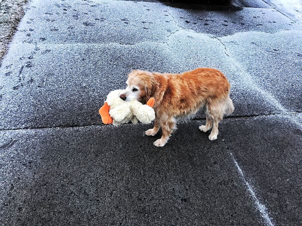 Found This Old Pupper Wandering The Streets And I Returned Him To His Home, He Brought Me His Ducky As A Thank You