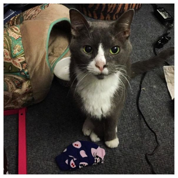 George Brought Me A Sock In Exchange For His Breakfast This Morning
