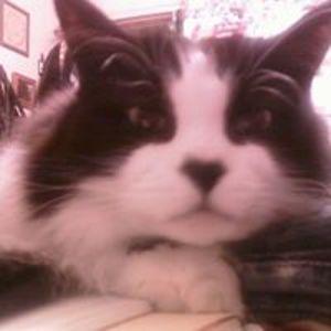 karimccauley2 avatar