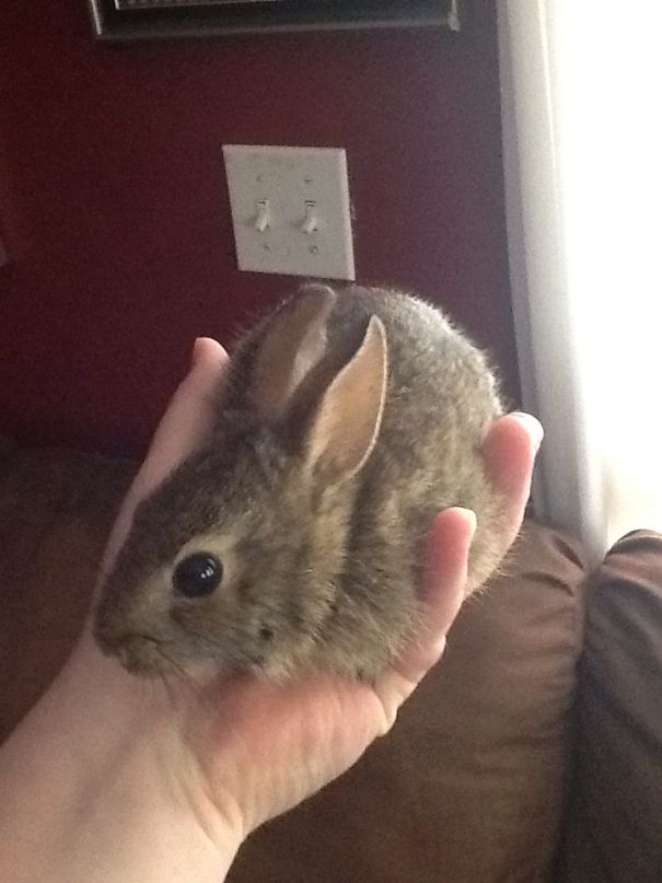 My Cat Brought Me A Baby Bunny... Unharmed!
