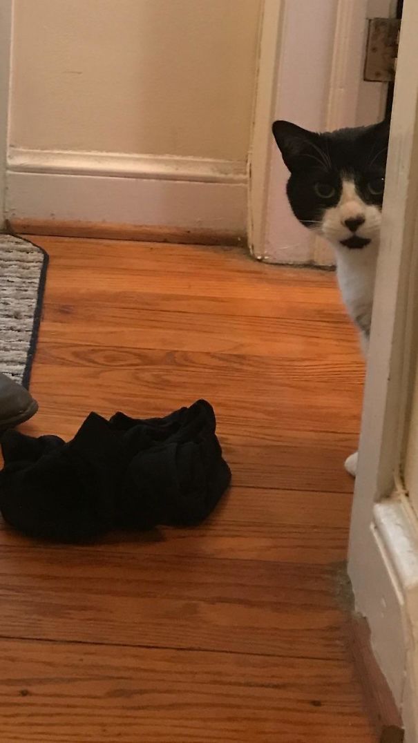 My Cat Keeps Stealing My Roommates Shit To Give To Me As Gifts... Today I Received A Sports Bra