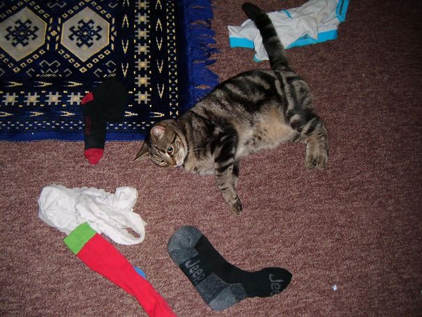 My Cat Brings Me Gifts Of Pants And Socks