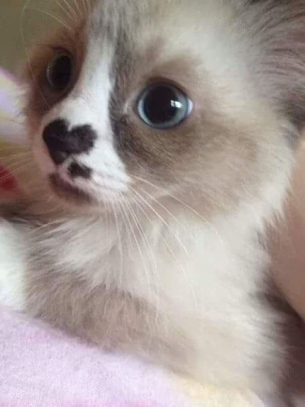 This Kitten Has A Heart On His Nose